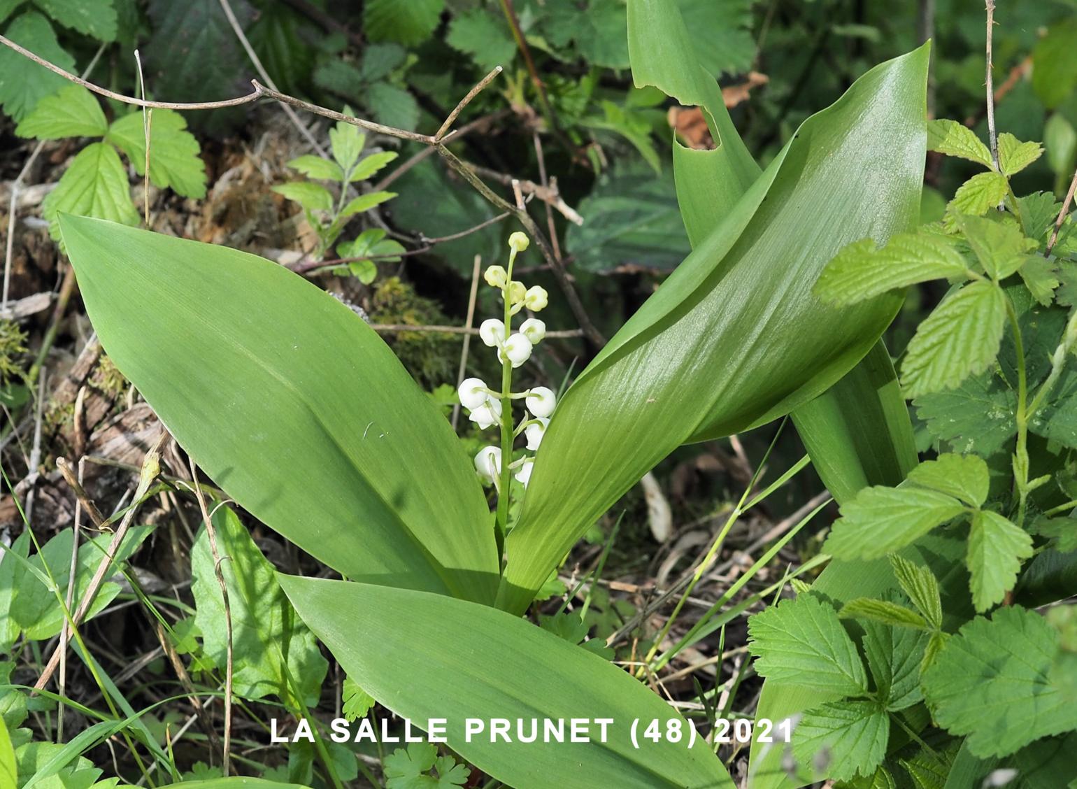 Lily-of-the-valley